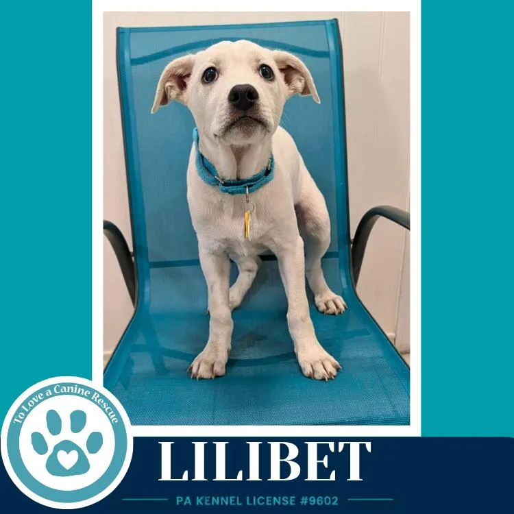 Lilibet