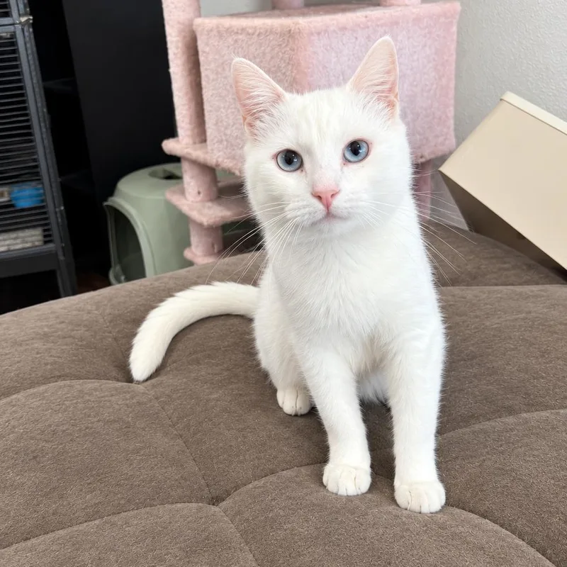 An adult medium-sized male White Siamese cat named Central for adoption in Fresno, CA