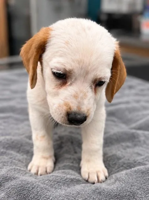 Yoshi