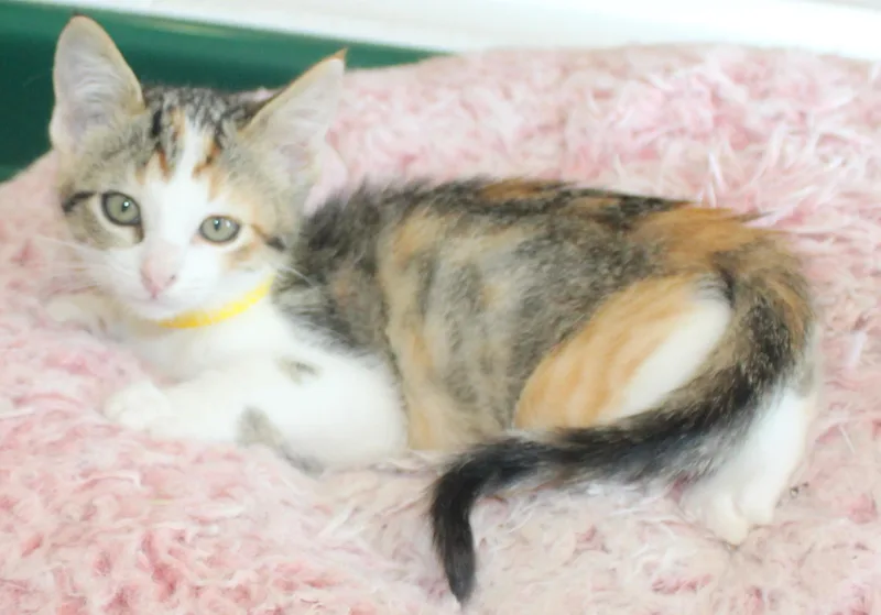 A baby medium-sized female Tabby (Tiger Striped) Domestic Short Hair cat named Lotty for adoption in Huron, SD