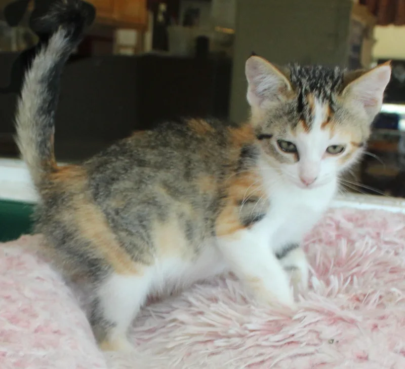 Lotty thumbnail 2
