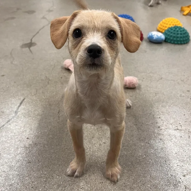 A baby small-sized female Yellow / Tan / Blond / Fawn Chihuahua dog named Topanga for adoption in Hawthorne, CA