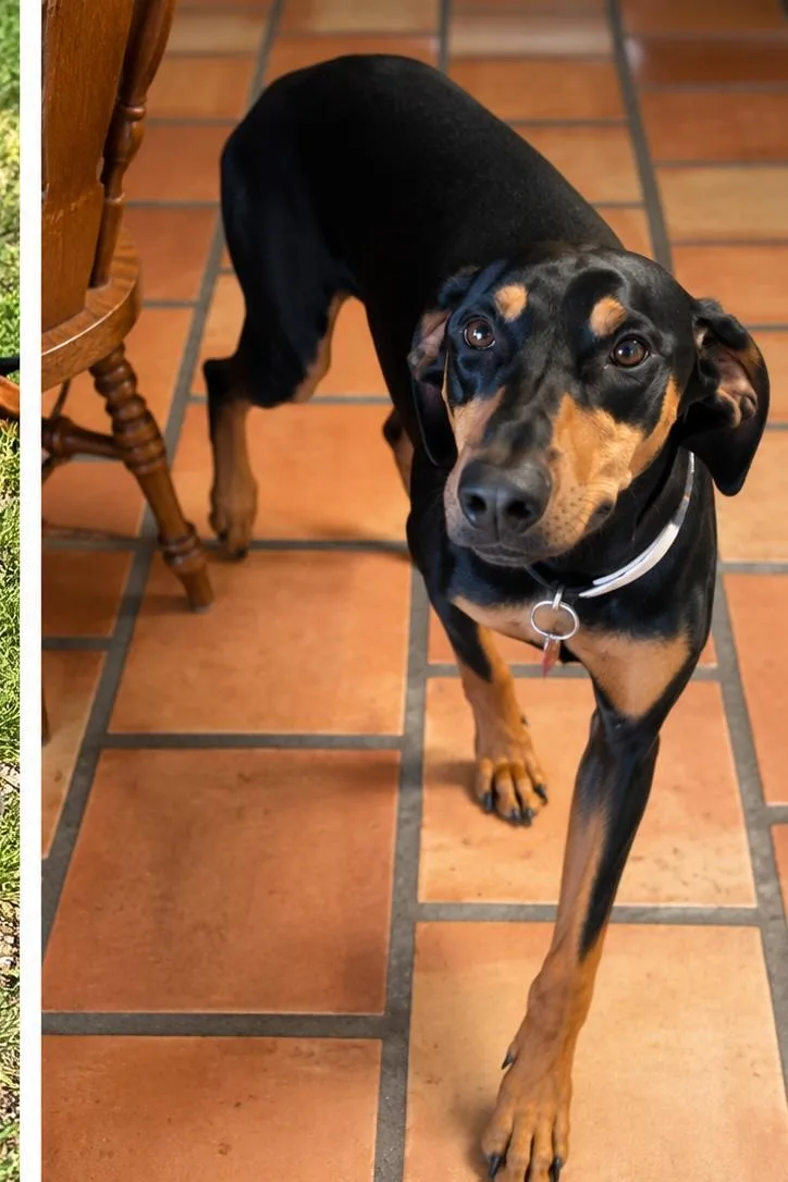 An adult large-sized male Black Doberman Pinscher dog named Toby for adoption in Albuquerque, NM
