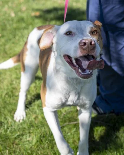 An adult medium-sized male Labrador Retriever dog named Indiana for adoption in Pequot Lakes, MN