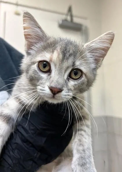 A baby medium-sized female Gray / Blue / Silver Domestic Short Hair cat named Pixel for adoption in Nashville, TN