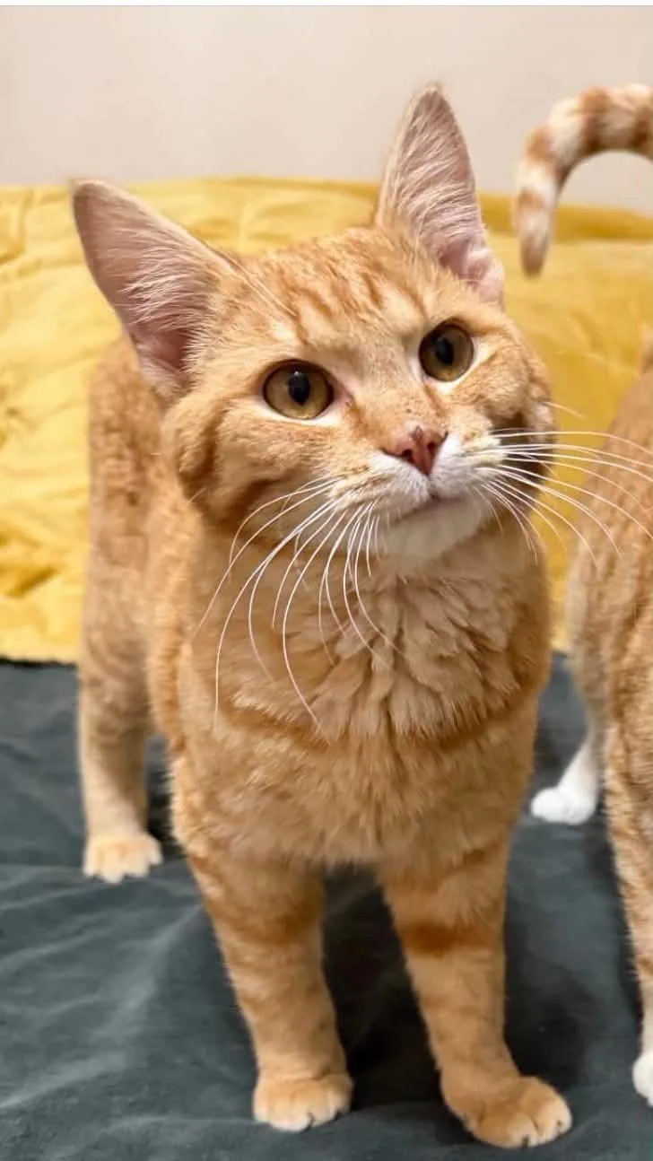 A young small-sized male Orange / Red Domestic Short Hair cat named Simba for adoption in Cortland, OH