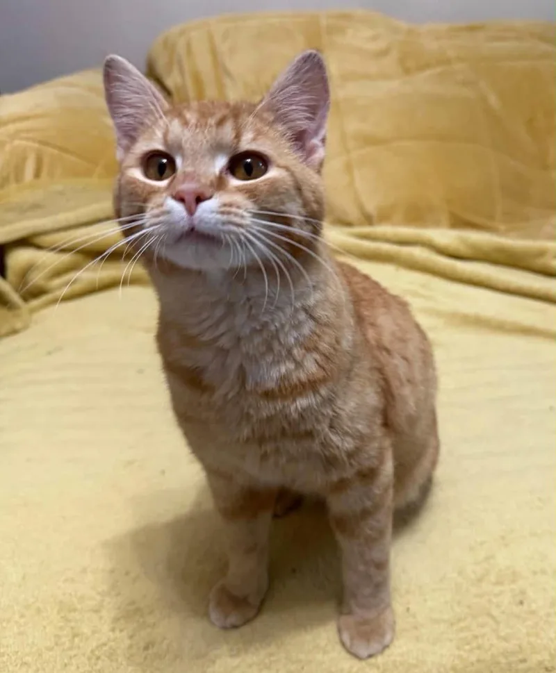 Simba thumbnail 3