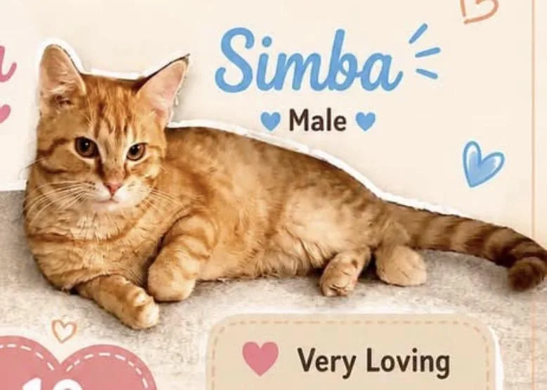 Simba thumbnail 4