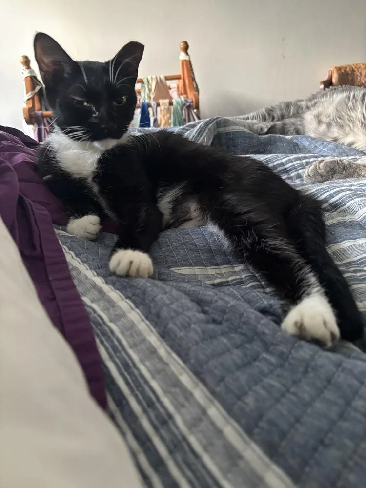 An adult medium-sized female Black & White / Tuxedo Domestic Short Hair cat named Sade for adoption in Salisbury, NC