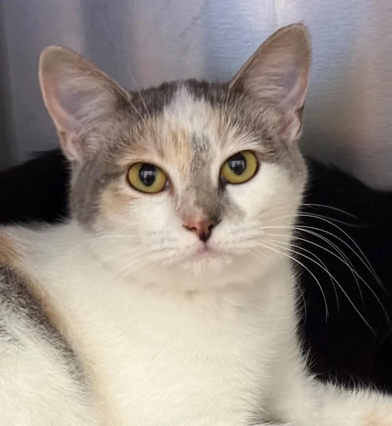 A young medium-sized female Dilute Calico Domestic Short Hair cat named Anna for adoption in Amery, WI