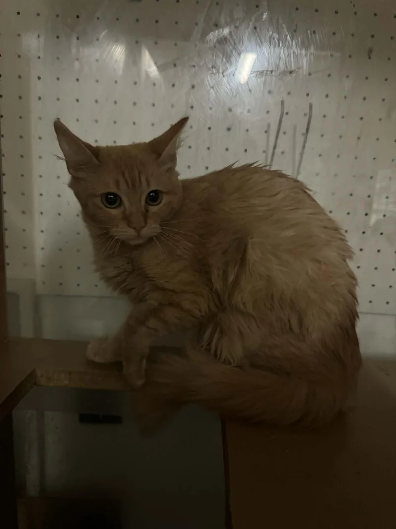 A young medium-sized female Domestic Short Hair cat named Aaaaah! for adoption in Wasilla, AK