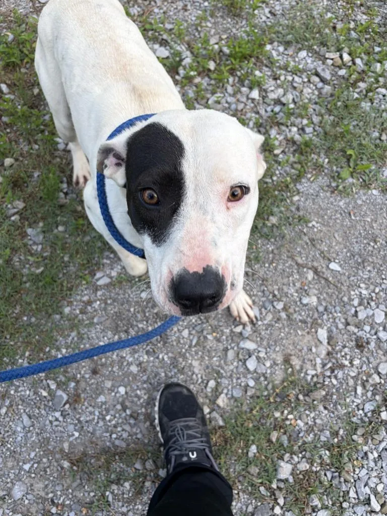 An adult large-sized female Pit Bull Terrier dog named Chloe for adoption in Lawrenceburg, TN