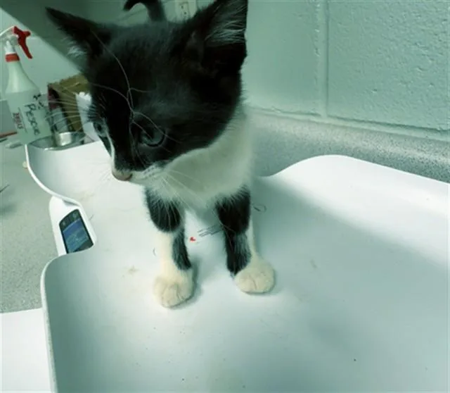 A baby small-sized male Domestic Short Hair cat named Garnet for adoption in Augusta, GA