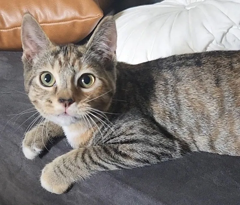 A baby small-sized female Siamese cat named Pumpkin And Mae  for adoption in Walnut Creek, CA