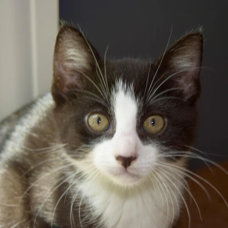 A baby small-sized female Domestic Short Hair cat named Jessie for adoption in SLIPPERY ROCK, PA