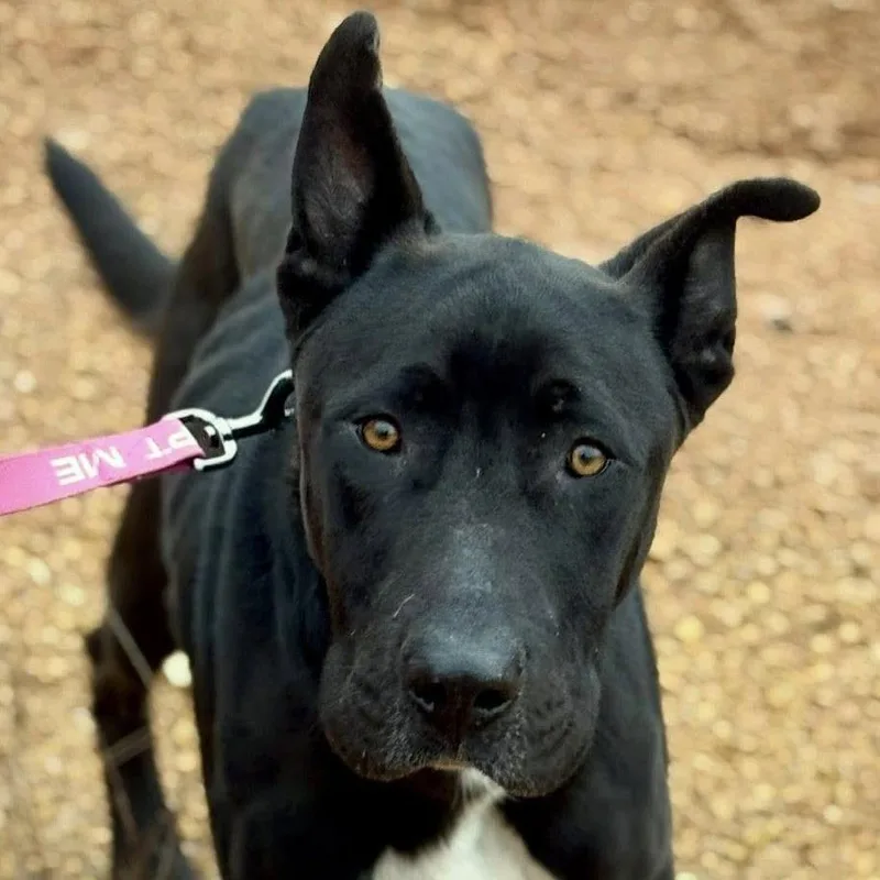 Midnight thumbnail 2