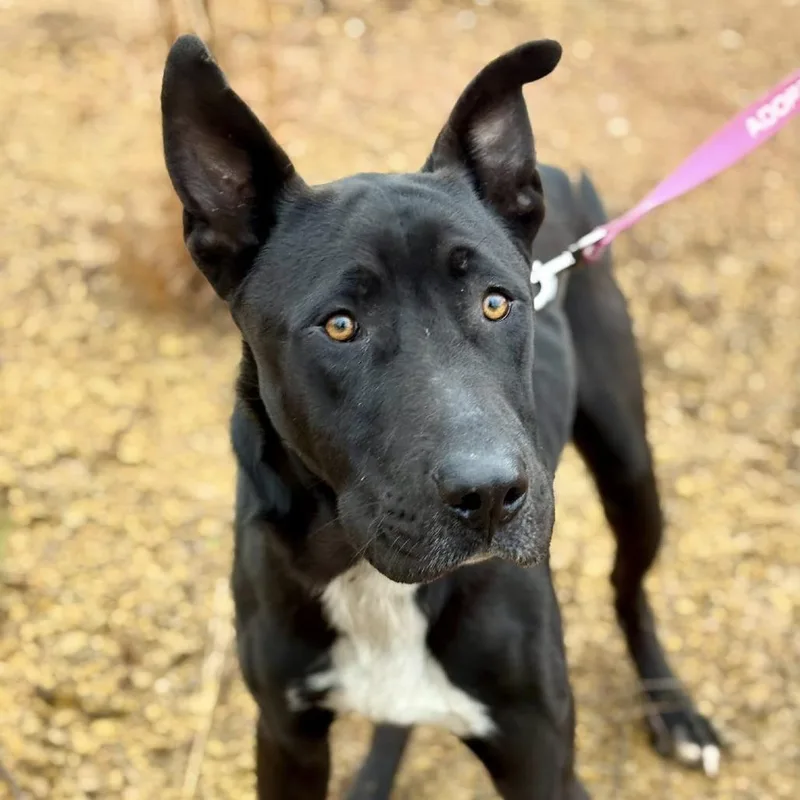 Midnight thumbnail 3