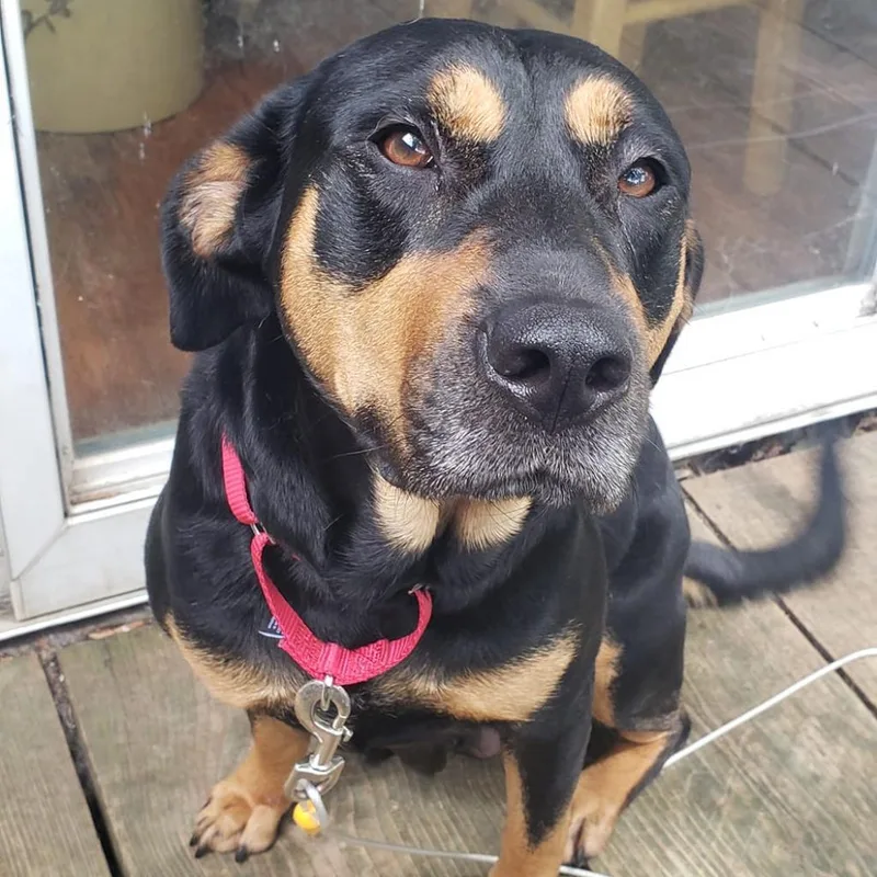 An adult medium-sized female Black Mixed Breed dog named Daisy J for adoption in Edwardsville, IL