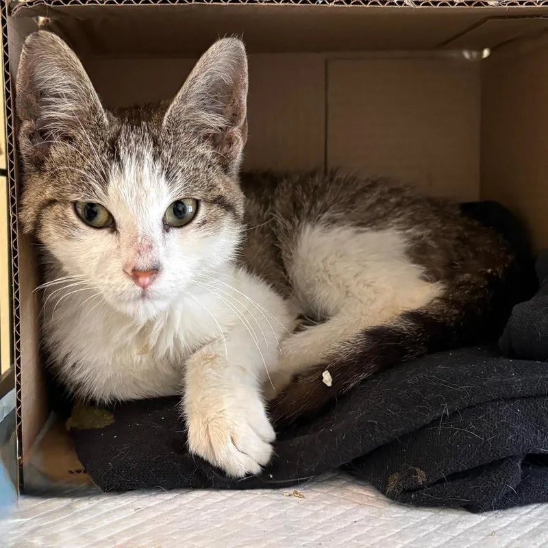 A baby medium-sized male Brown / Chocolate Domestic Short Hair cat named Dreyfus for adoption in Fort Lauderdale, FL