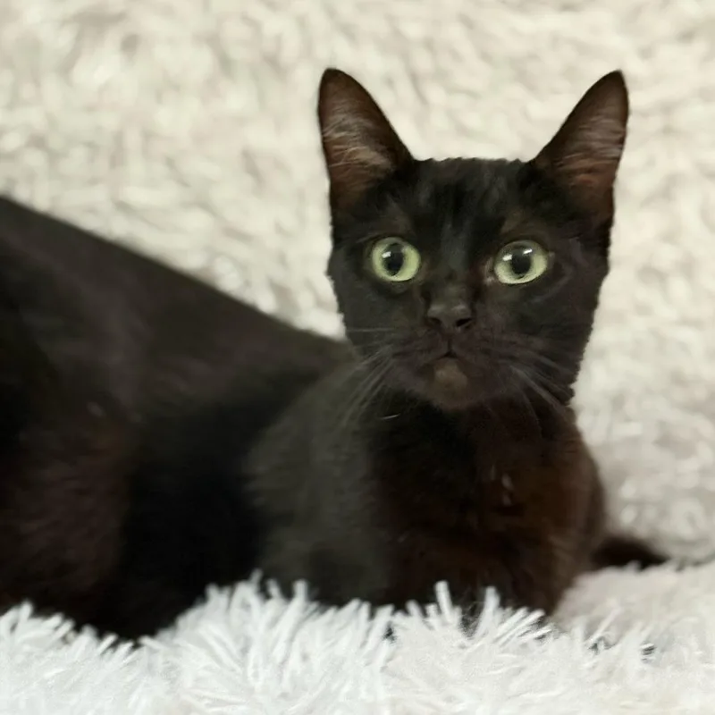A young small-sized female Black Domestic Short Hair cat named Hurricane for adoption in Brea, CA