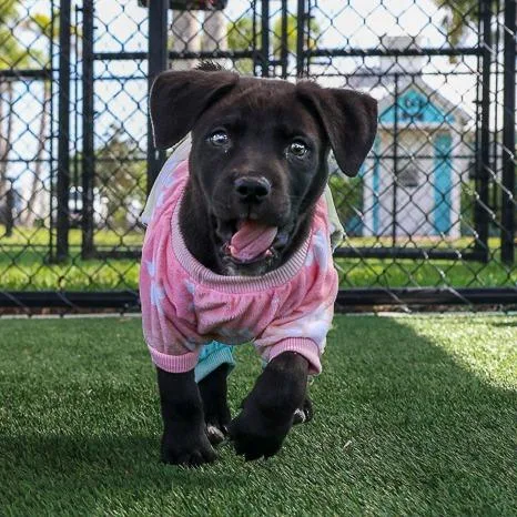 A baby medium-sized male Black Mixed Breed dog named Grady for adoption in Bradenton, FL