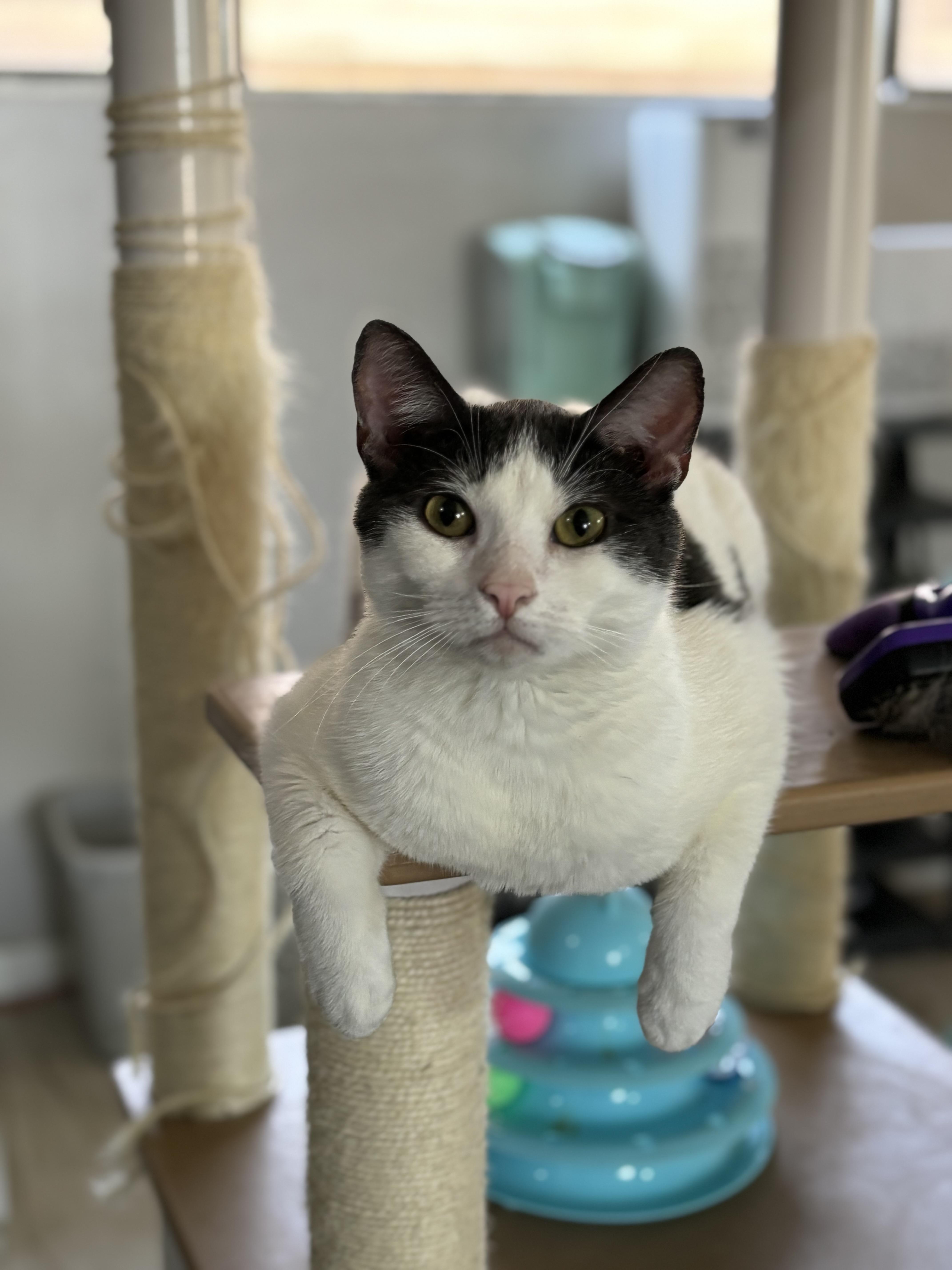 An adult medium-sized male Gray & White Domestic Short Hair cat named Ben for adoption in Helendale, CA
