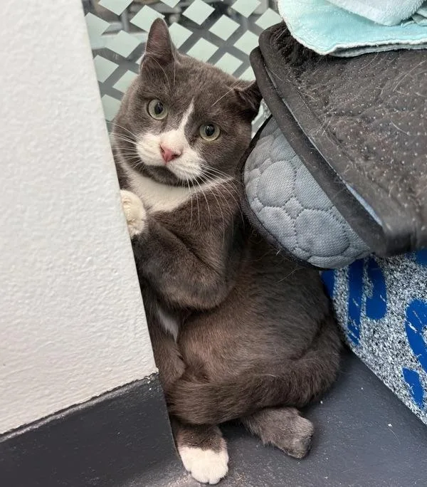 An adult medium-sized male Domestic Short Hair cat named Gumby for adoption in New York, NY