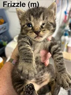 A baby medium-sized male Domestic Short Hair cat named Frizzle for adoption in Saugerties, NY