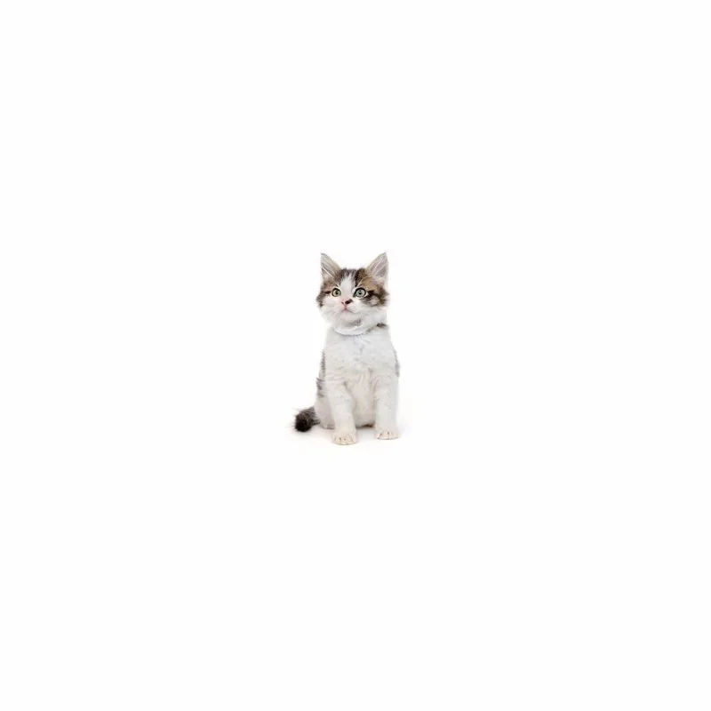 A baby small-sized male White Domestic Medium Hair cat named Buldak for adoption in Playa Vista, CA