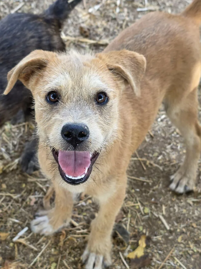 A baby small-sized male Terrier dog named Chuckie for adoption in Penryn, CA