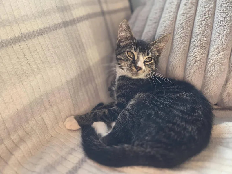 A baby small-sized male Domestic Short Hair cat named Pete for adoption in Clymer, PA