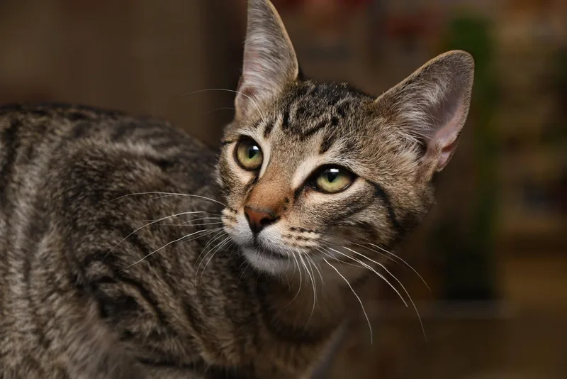 A young medium-sized male American Shorthair cat named George for adoption in Naples, FL