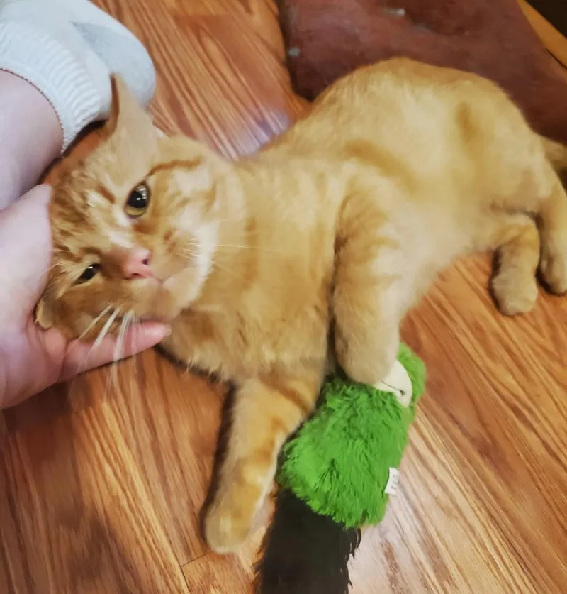 An adult medium-sized male Orange / Red Tabby cat named Vasco da Gama for adoption in Ypsilanti, MI