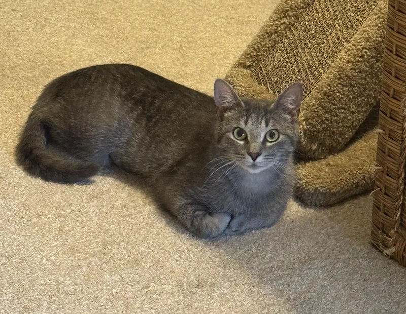 A baby small-sized female Domestic Short Hair cat named Carmen for adoption in Brighton, MI