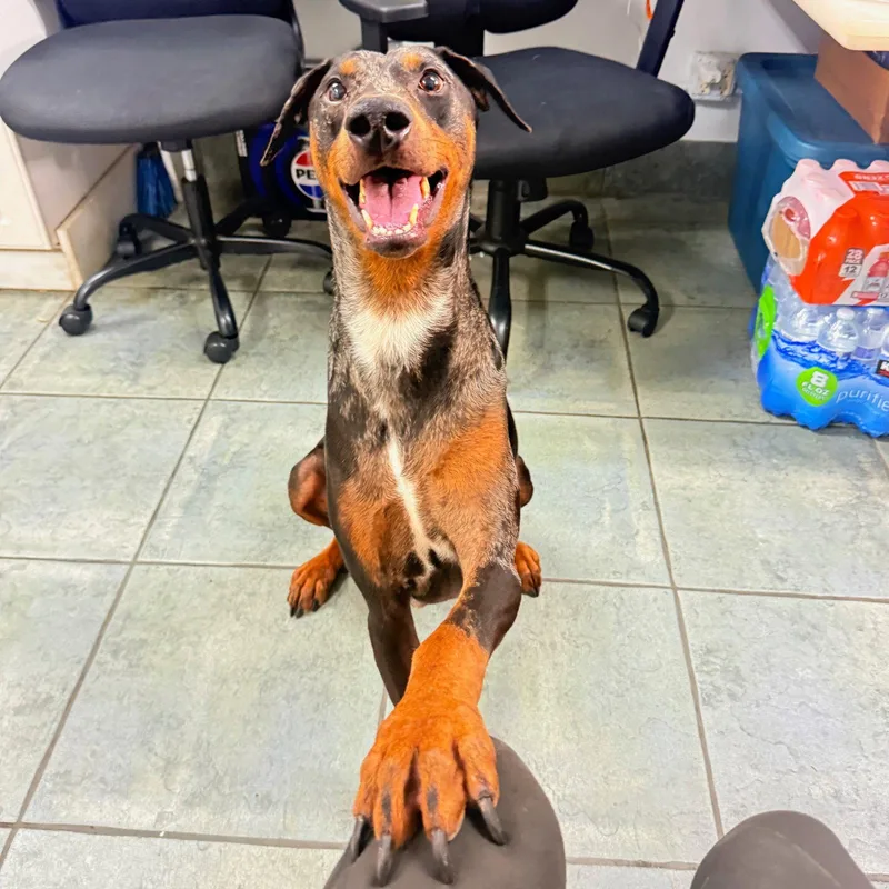 An adult medium-sized male Doberman Pinscher dog named Marlon for adoption in Oakland Park, FL