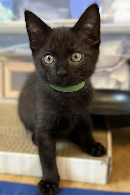 A baby small-sized male Domestic Medium Hair cat named Jet for adoption in Sacramento, CA