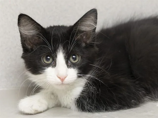 A baby small-sized male Domestic Short Hair cat named Figaro for adoption in Phoenix, AZ