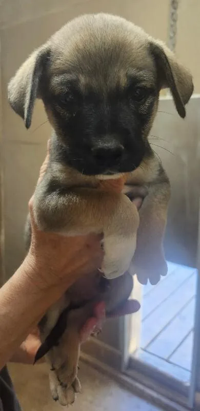 A baby small-sized male Australian Shepherd dog named Hopper for adoption in Windsor, CO