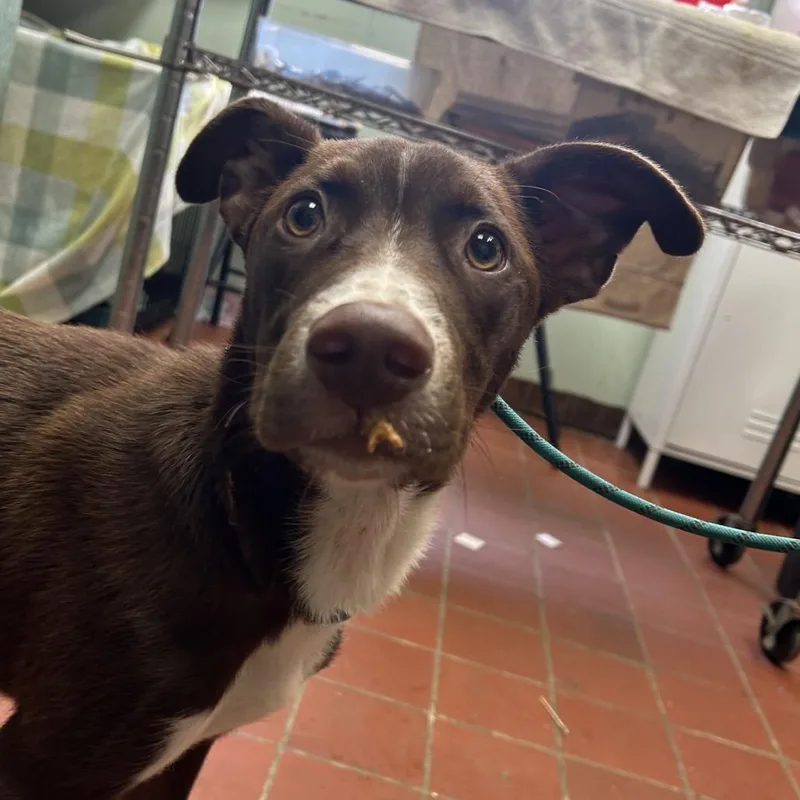 A young medium-sized male Brown / Chocolate Labrador Retriever dog named Dustin for adoption in West Point, MS