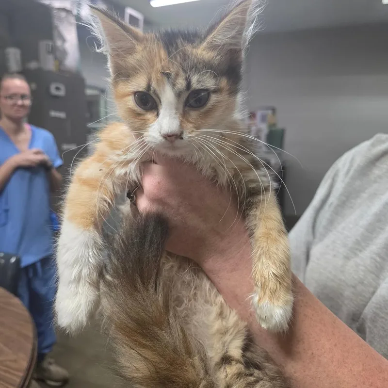 A baby small-sized female Cream / Ivory Domestic Short Hair cat named Ginger for adoption in Clanton, AL