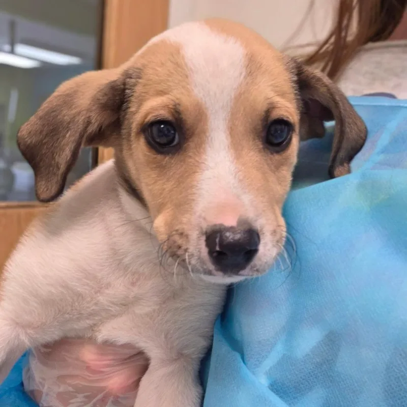 A baby small-sized male Mixed Breed dog named Cinnamon Twist for adoption in Charleston, WV
