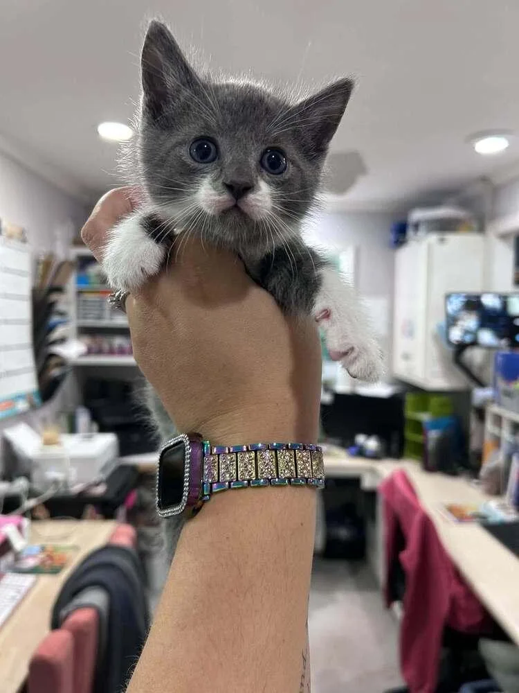 A baby small-sized male Domestic Short Hair cat named Xenon for adoption in Statesboro, GA