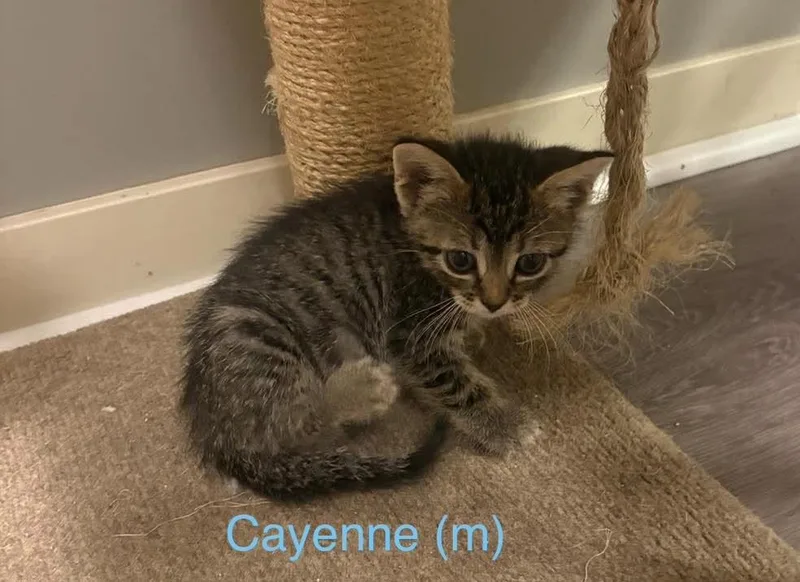 Cayenne