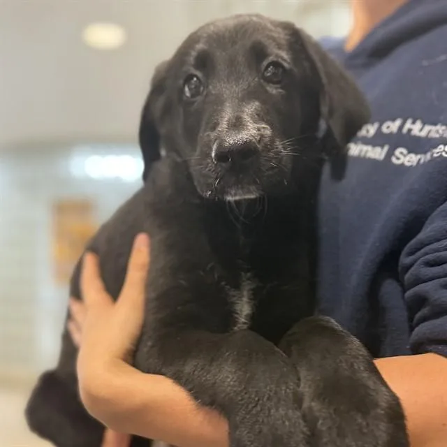 A baby medium-sized male Labrador Retriever dog named Rufus for adoption in Huntsville, AL