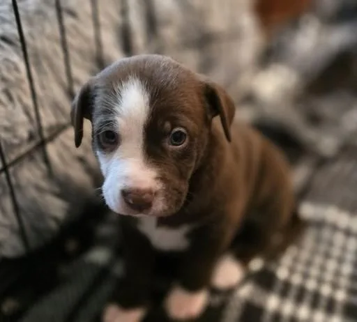 Willow