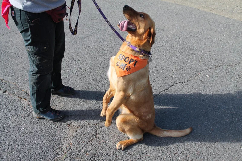 An adult medium-sized male Mixed Breed dog named Simba for adoption in McCall, ID