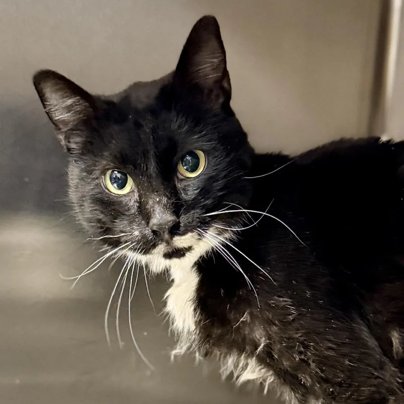 A senior medium-sized male White Domestic Medium Hair cat named Heathcliff for adoption in Palm Springs, CA