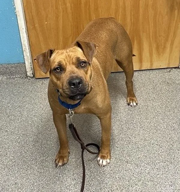 An adult large-sized female Pit Bull Terrier dog named Gracie for adoption in Escondido, CA