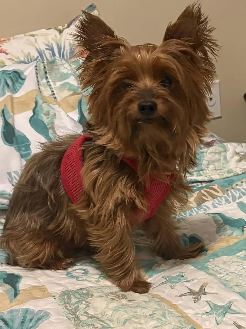 A young medium-sized male Yorkshire Terrier dog named Cooper & Buddy for adoption in Cookeville, TN