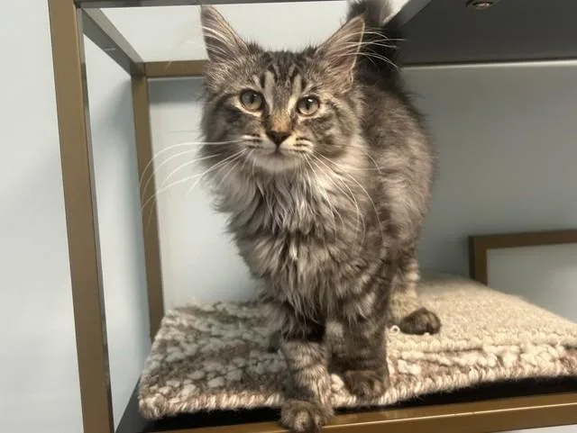 A baby large-sized female Maine Coon cat named Scone for adoption in Chicago, IL